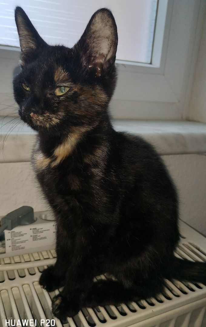 Schildpatt /Tricolor Kitten zu verkaufen