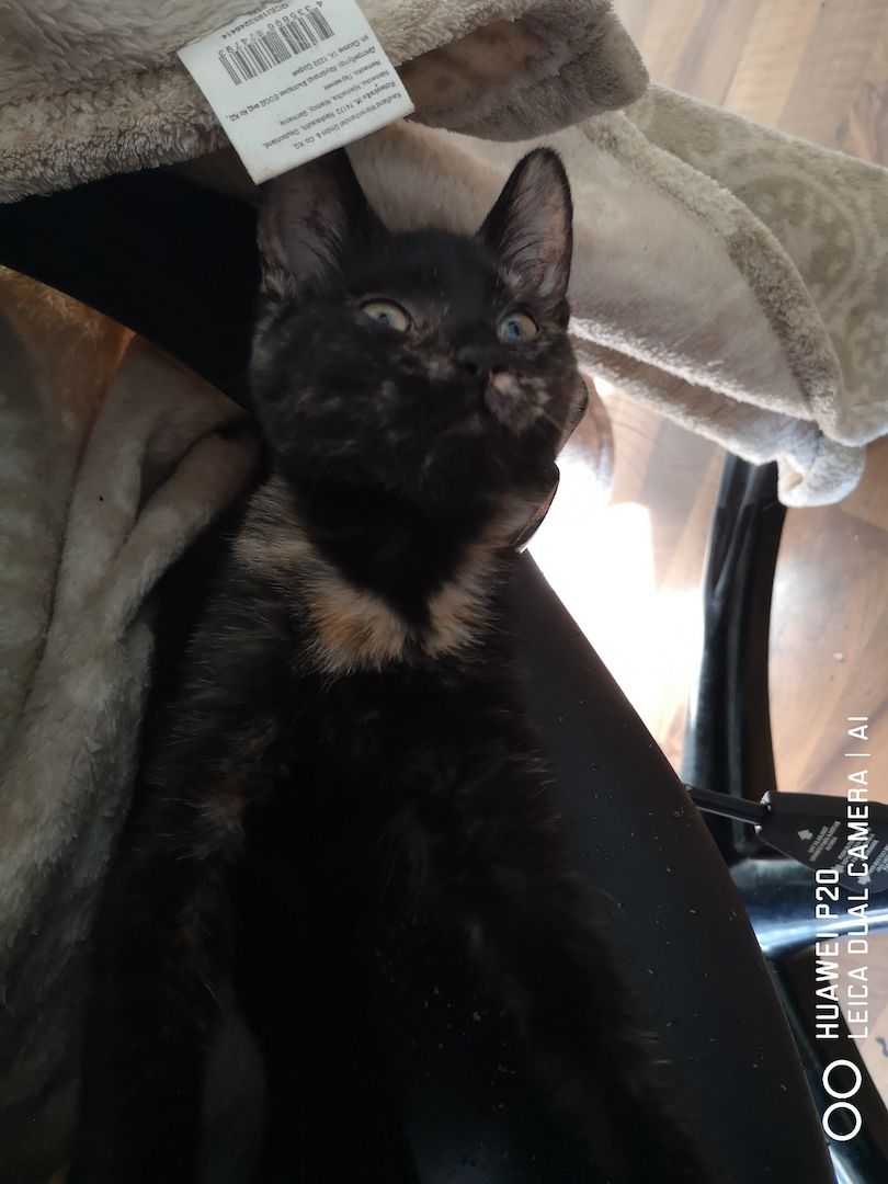 Schildpatt /Tricolor Kitten zu verkaufen