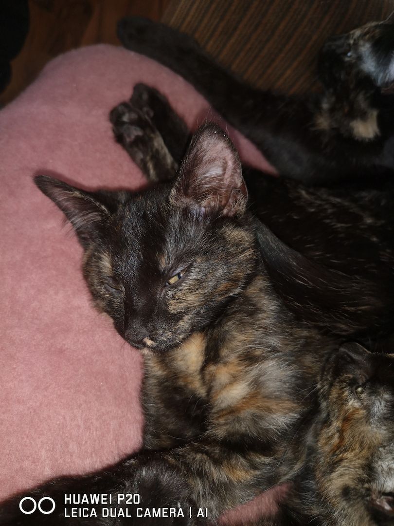 Schildpatt /Tricolor Kitten zu verkaufen