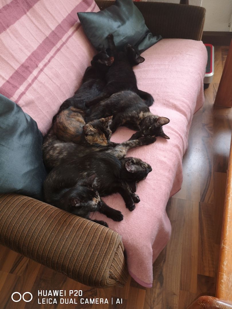 Schildpatt /Tricolor Kitten zu verkaufen