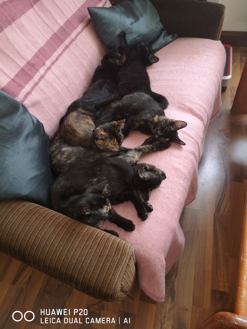 Schildpatt /Tricolor Kitten zu verkaufen