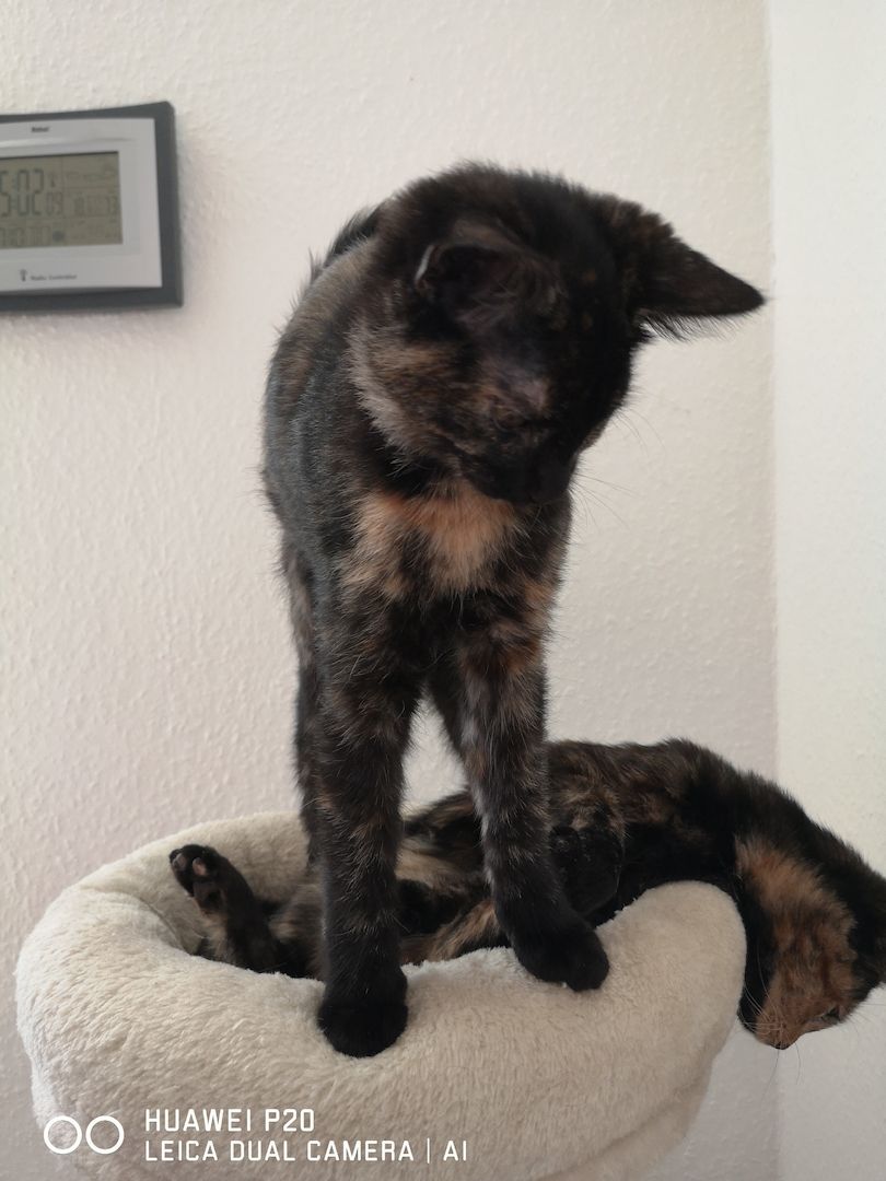 Schildpatt /Tricolor Kitten zu verkaufen