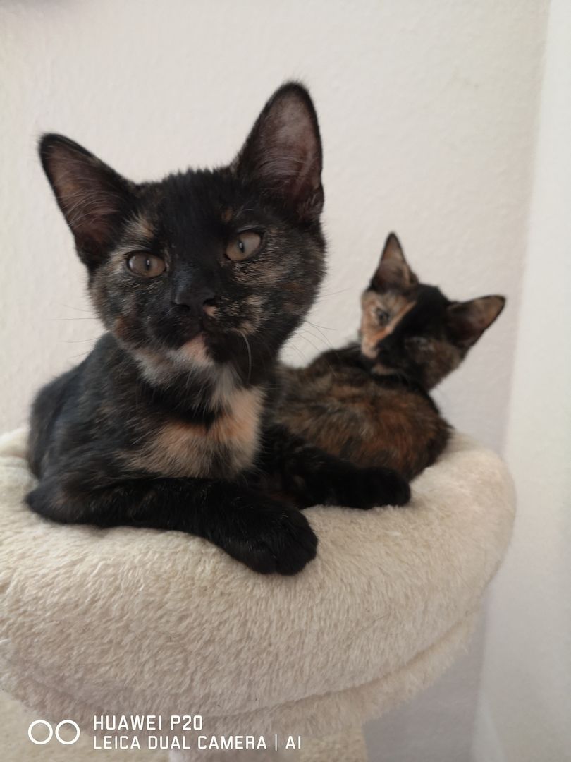 Schildpatt /Tricolor Kitten zu verkaufen