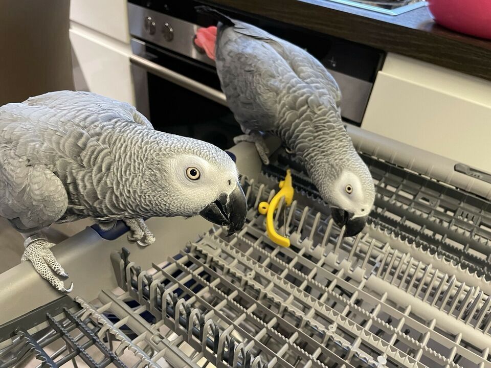 Kongo Graupapageien paar