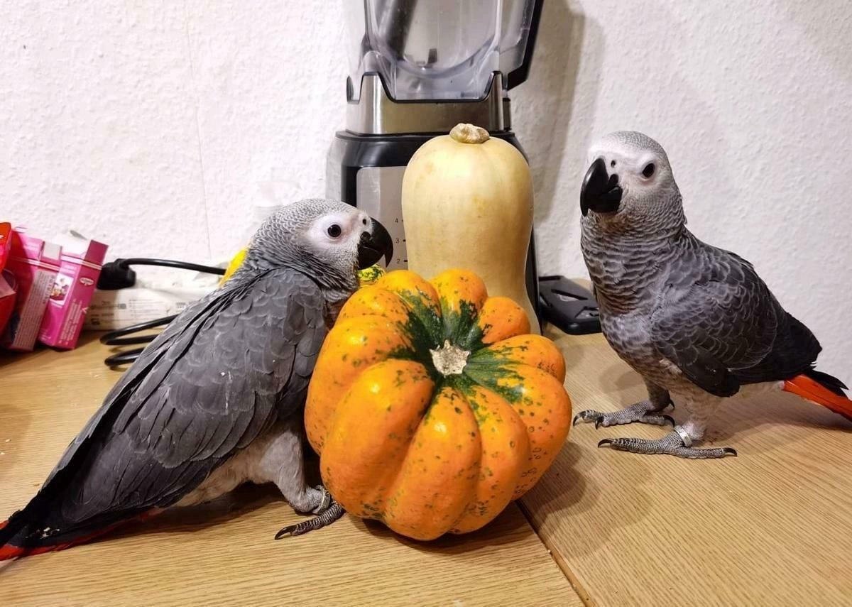 Kongo Graupapageien paar