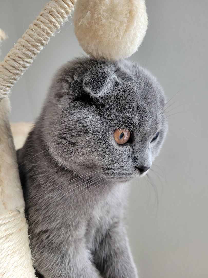 Kater sehr lieb sucht neues Zuhause geboren 01.07.22