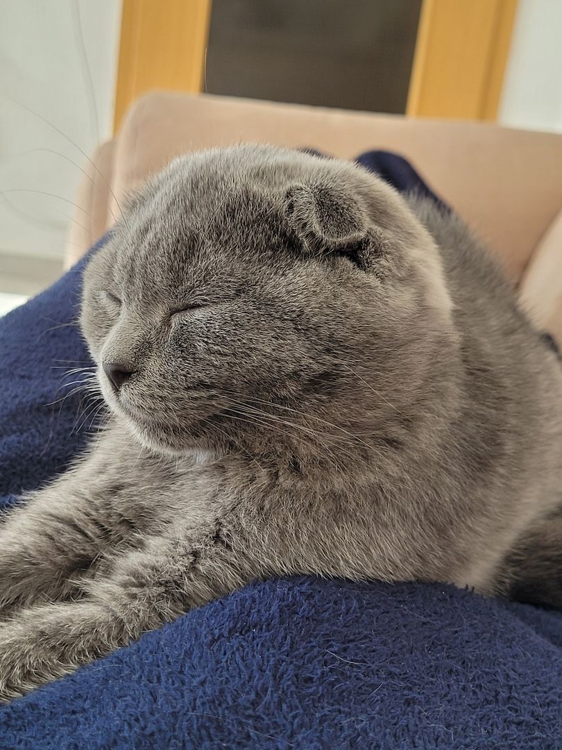 Kater sehr lieb sucht neues Zuhause geboren 01.07.22