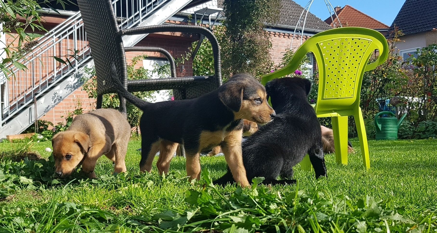Welpenmischlinge – Rhodesian Ridgeback mit Border Collie