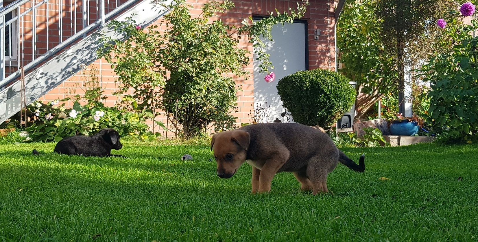 Welpenmischlinge – Rhodesian Ridgeback mit Border Collie