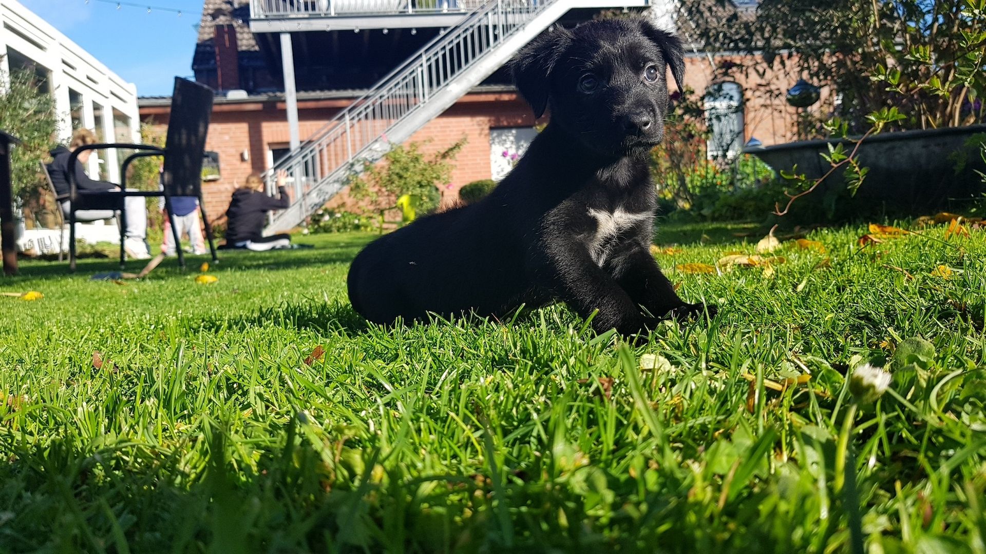 Welpenmischlinge – Rhodesian Ridgeback mit Border Collie