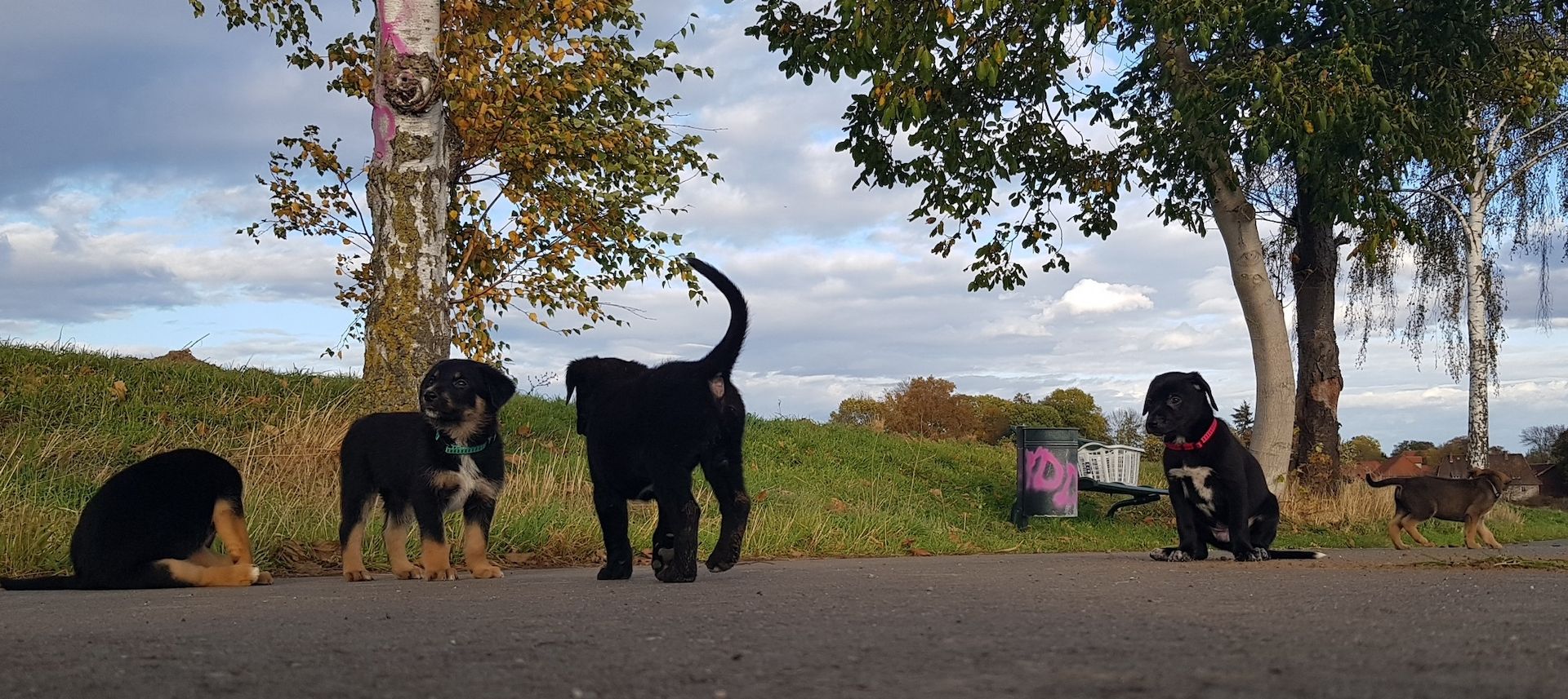 Welpenmischlinge – Rhodesian Ridgeback mit Border Collie
