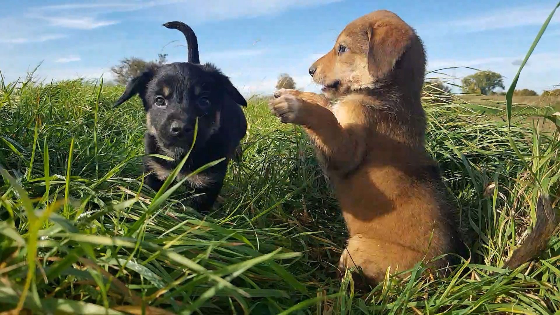 Welpenmischlinge – Rhodesian Ridgeback mit Border Collie
