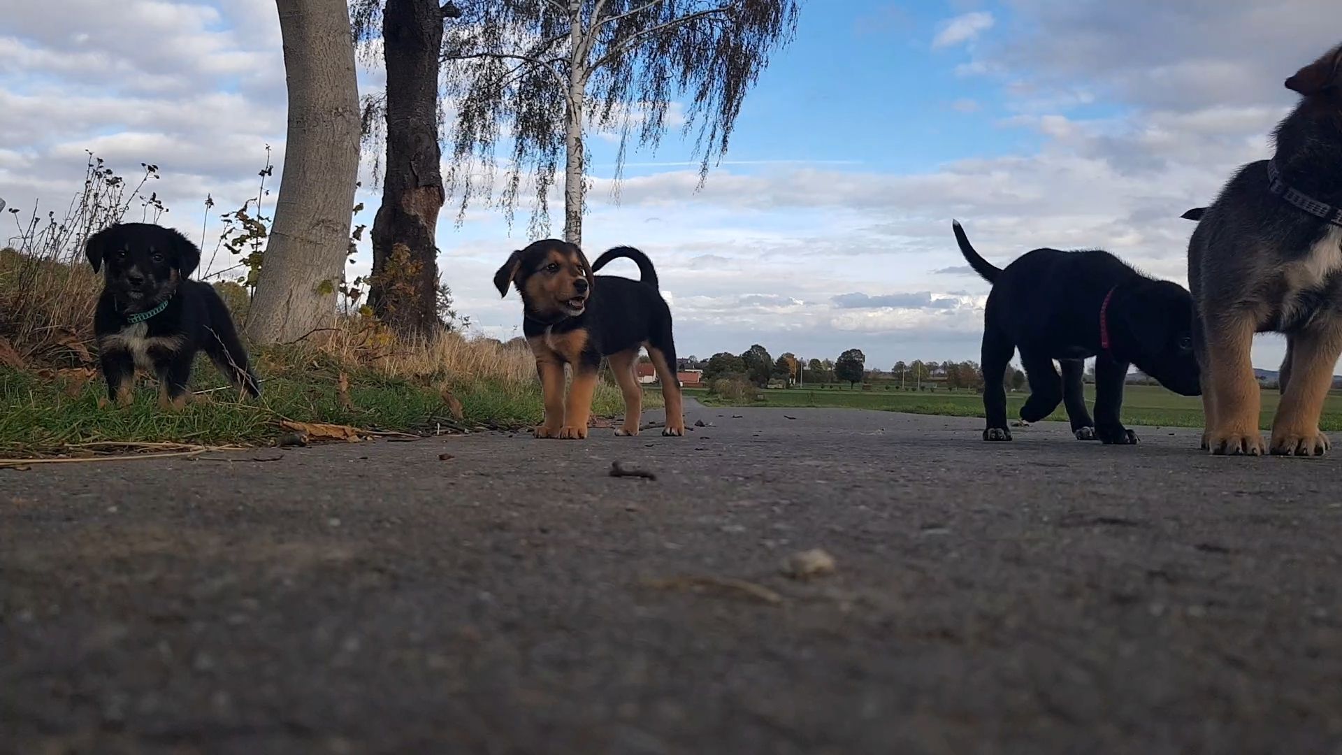Welpenmischlinge – Rhodesian Ridgeback mit Border Collie