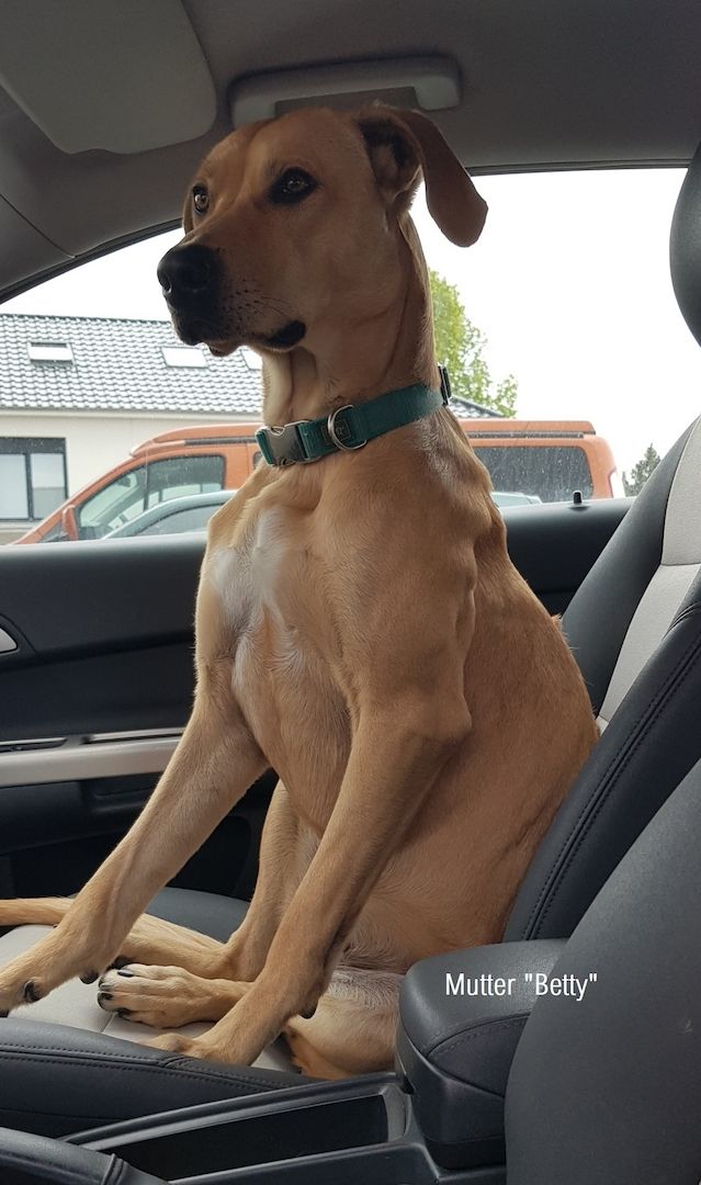 Welpenmischlinge – Rhodesian Ridgeback mit Border Collie