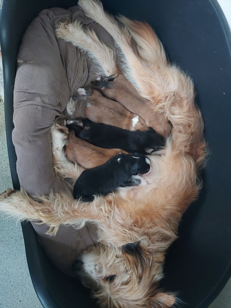 Colliedor(Collie-Labrador) Welpen8 Colliedor(Collie-Labrador) Welpen8