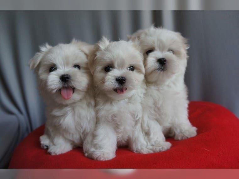 Tolle Malteser Welpen zu verkaufen