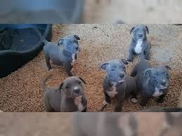 American Pitbull Terrier Blue-Line .