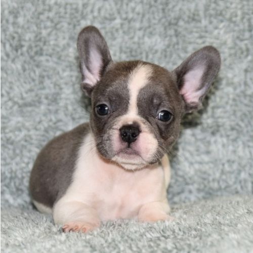Schöne französische Bulldogge Schöne französische Bulldogge