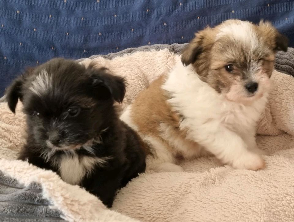 zuckersüßen Shih Tzu Welpen zuckersüßen Shih Tzu Welpen