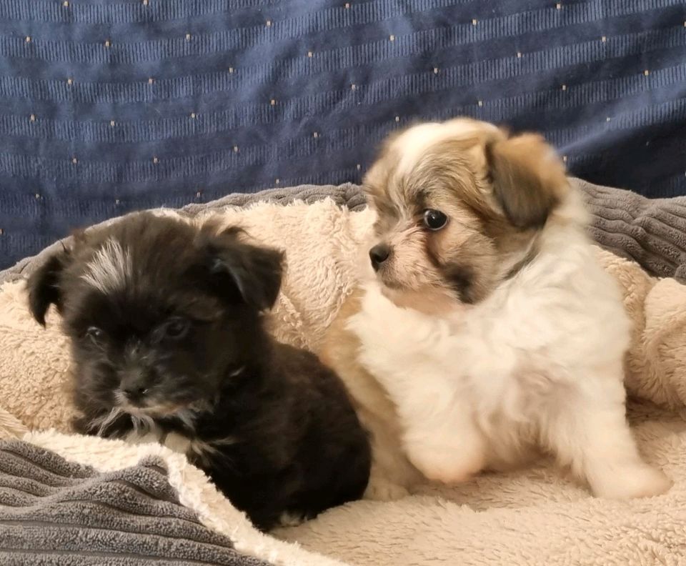 zuckersüßen Shih Tzu Welpen zuckersüßen Shih Tzu Welpen