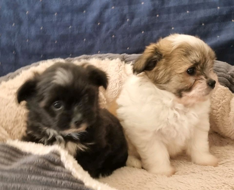 zuckersüßen Shih Tzu Welpen zuckersüßen Shih Tzu Welpen
