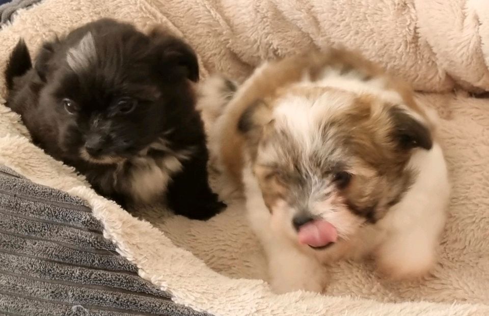 zuckersüßen Shih Tzu Welpen zuckersüßen Shih Tzu Welpen