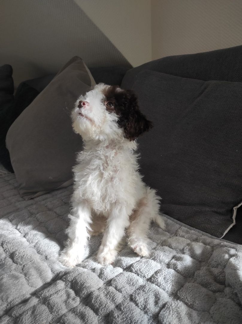 Lagotto Romagnolo Welpen