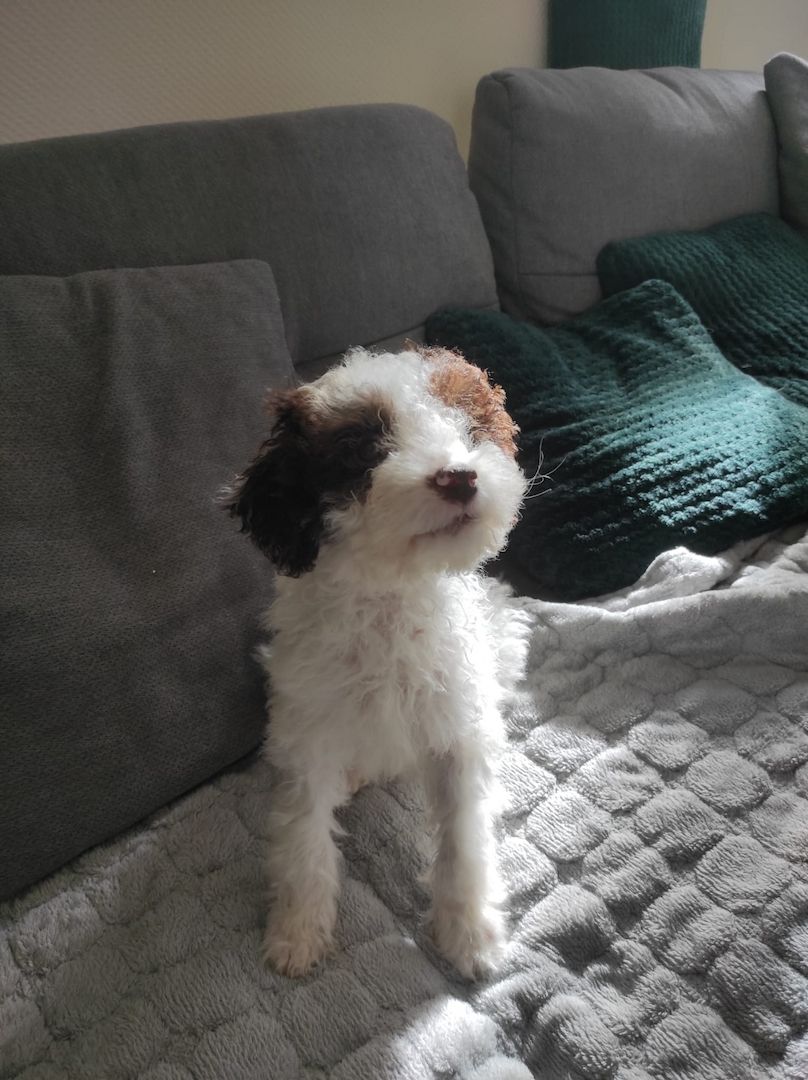 Lagotto Romagnolo Welpen