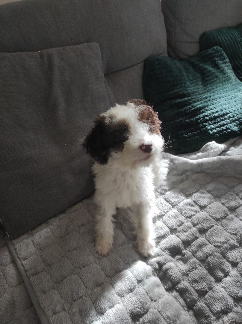 Lagotto Romagnolo Welpen