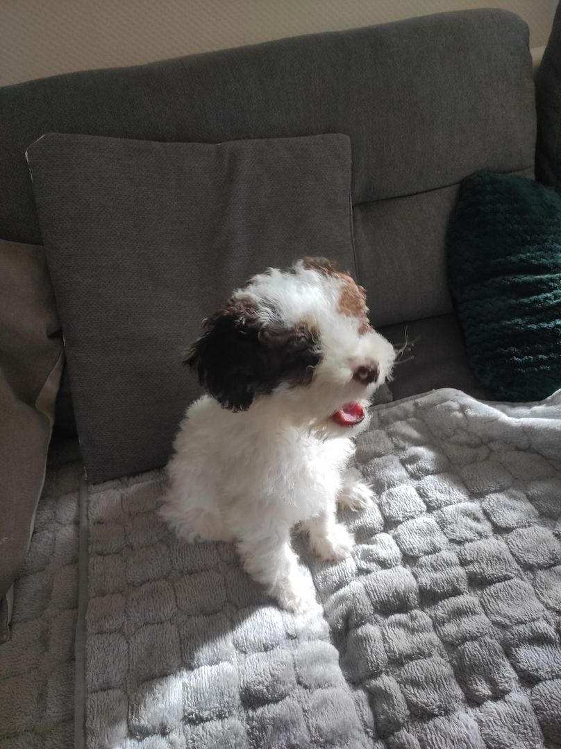 Lagotto Romagnolo Welpen