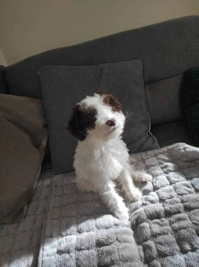 Lagotto Romagnolo Welpen