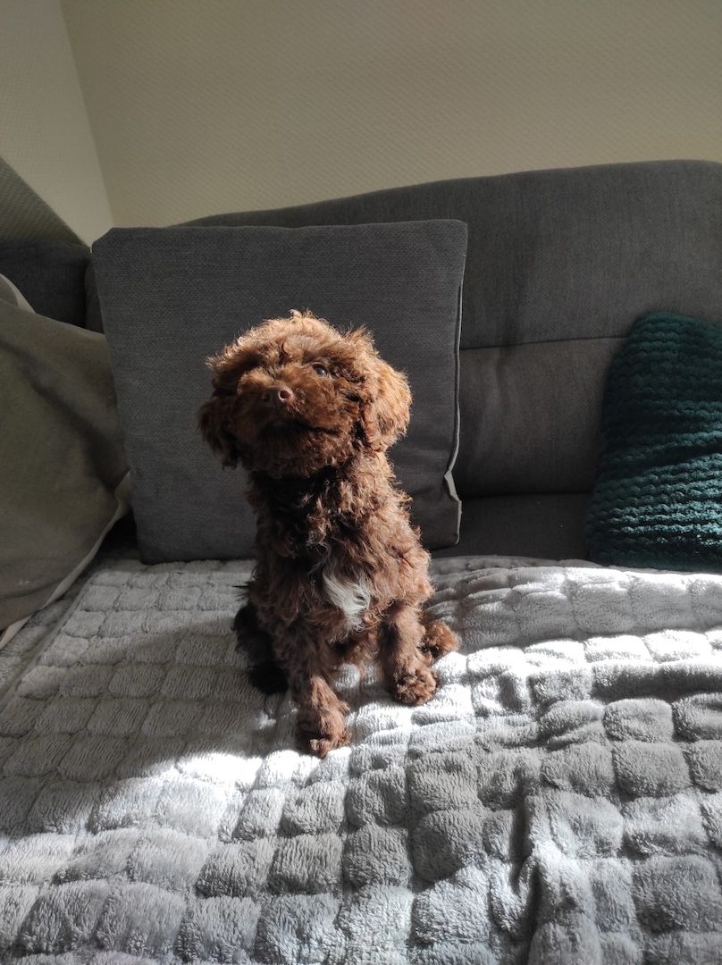 Lagotto Romagnolo Welpen