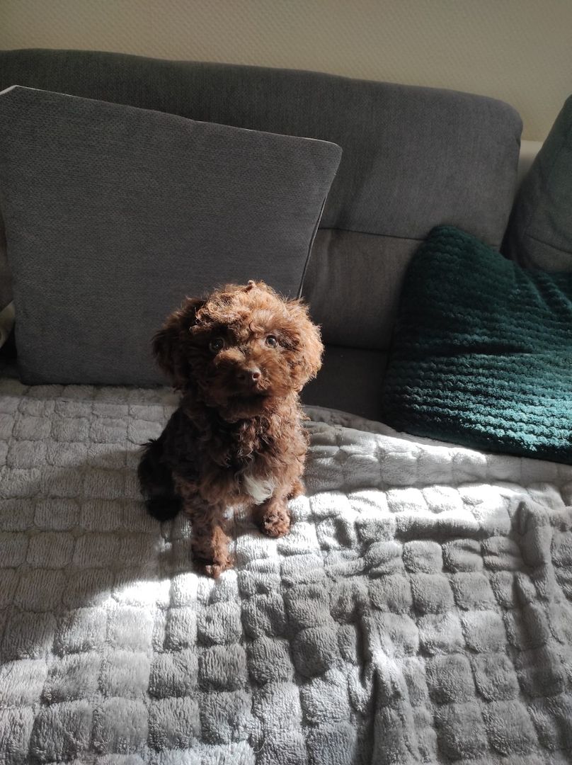 Lagotto Romagnolo Welpen