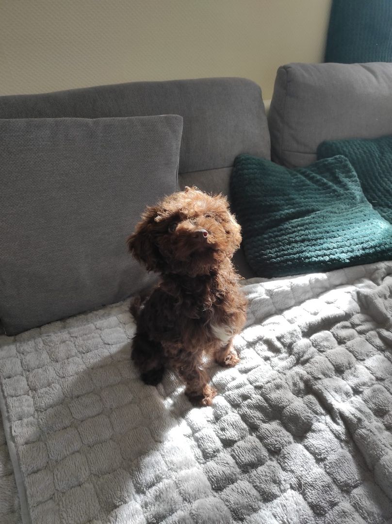 Lagotto Romagnolo Welpen