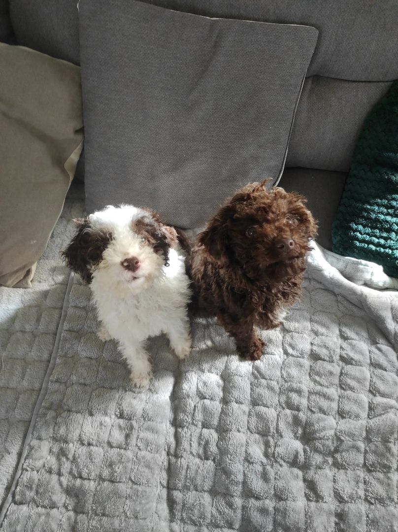 Lagotto Romagnolo Welpen