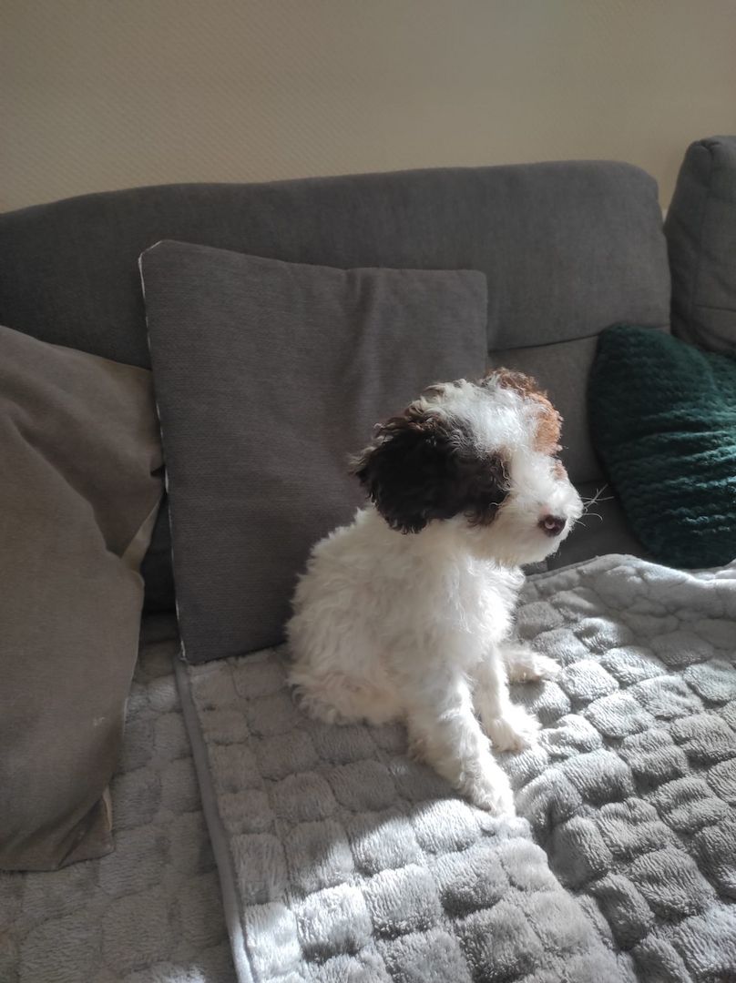 Lagotto Romagnolo Welpen