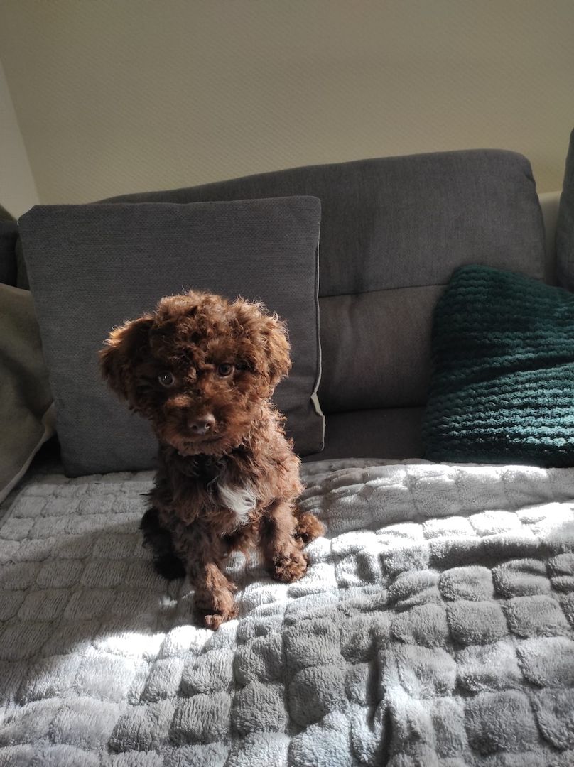 Lagotto Romagnolo Welpen