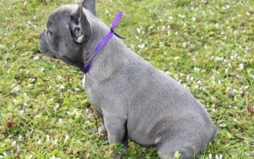 Französische Bulldoggen Welpen