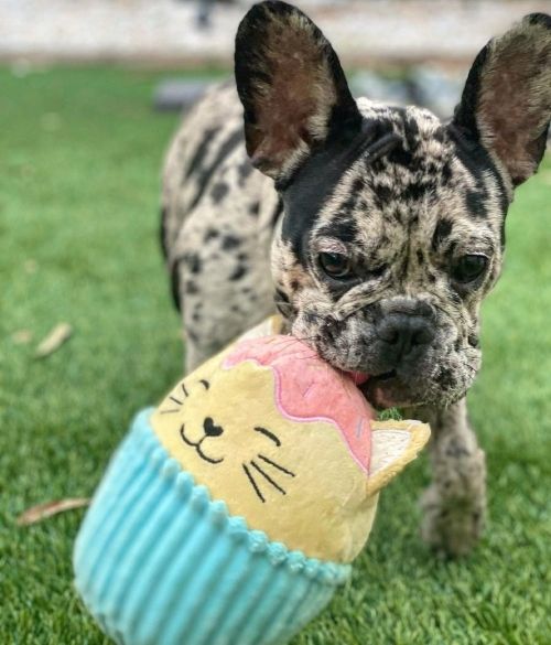 Gut ausgebildete französische Bulldoggenwelpen