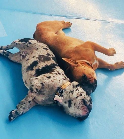 Gut ausgebildete französische Bulldoggenwelpen