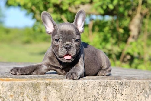 Gut ausgebildete französische Bulldoggenwelpen
