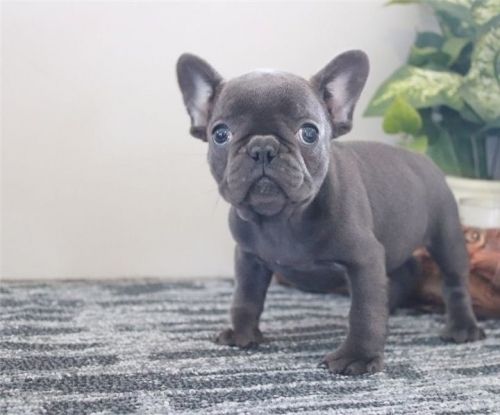 Gut ausgebildete französische Bulldoggenwelpen