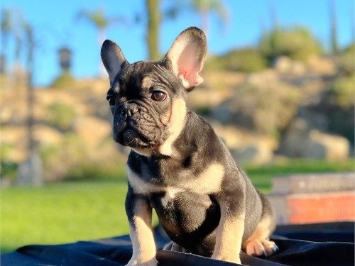 ZuhauseFranzösische Bulldoggen-Welpen