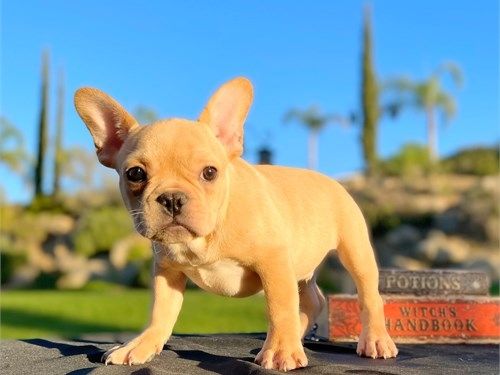 ZuhauseFranzösische Bulldoggen-Welpen