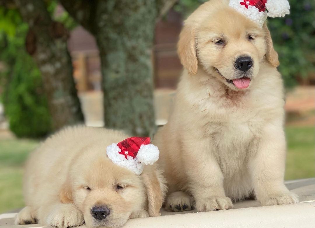 Golden Retriever-Welpen bereit zu gehen