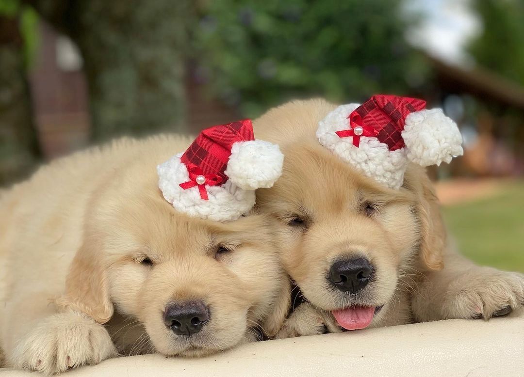 Golden Retriever-Welpen bereit zu gehen