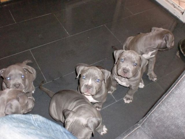 Pitbull Welpen bereit für ein neues Zuhause Pitbull Welpen bereit für ein neues Zuhause