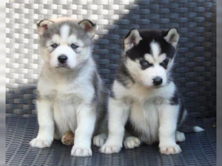 schöne pomsky Welpen Sibirische Huskywelpen