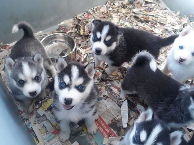 Siberian Husky Welpen