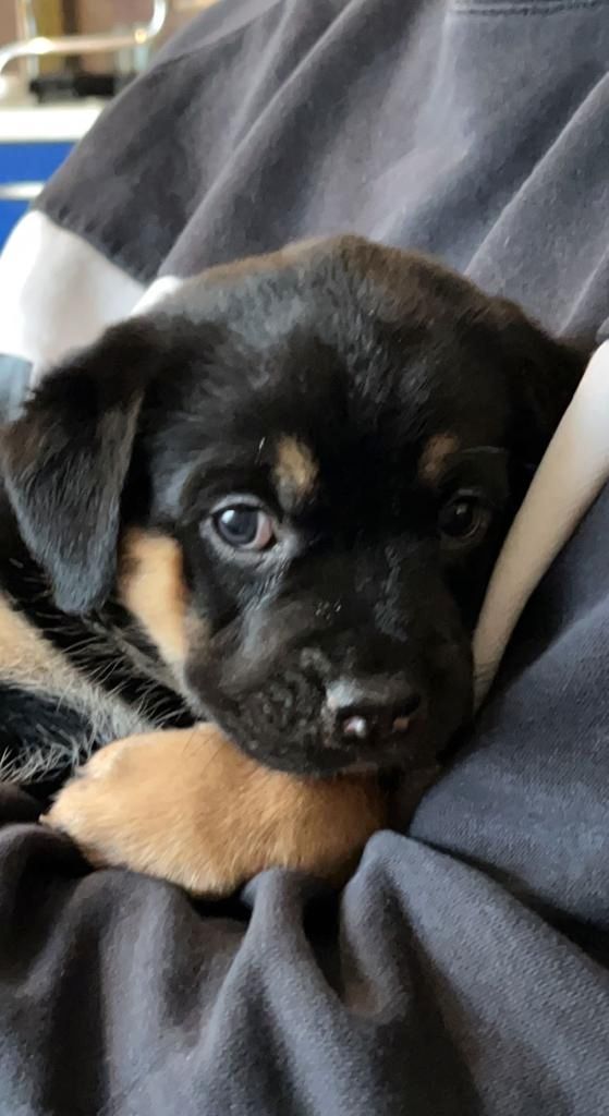 Welpen suchen ein neues zu Hause Welpen suchen ein neues zu Hause